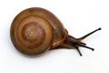 Pleurodonte isabella Barbados adult